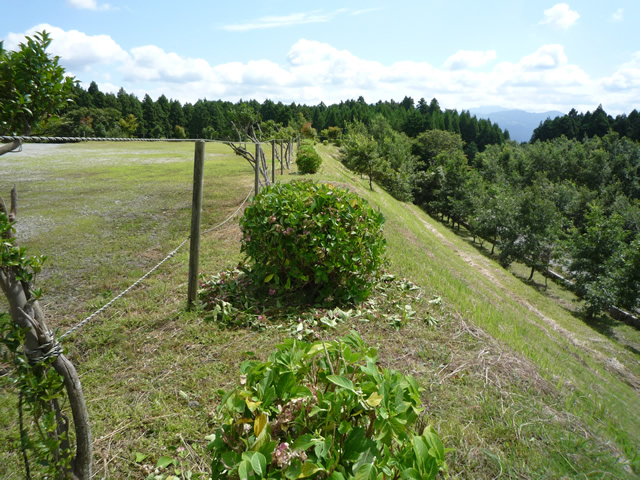 紫陽花のお手入れ　後