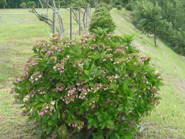 紫陽花のお手入れ　前