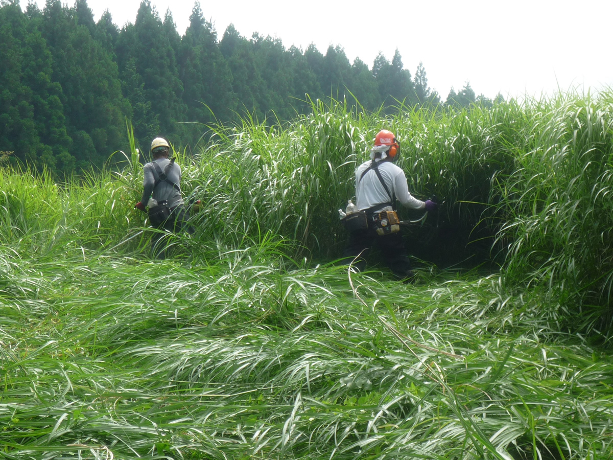 茅場の四季　9月